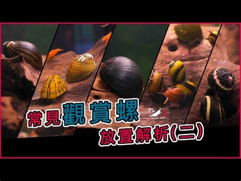 魚缸螺種類|【魚缸螺種類】魚缸必備！14種觀賞螺種類大公開，除藻、淨化，。